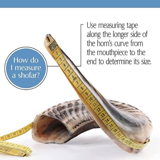 How do I measure a Shofar Resized